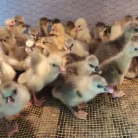 جوجه غاز درشت لیندا و اکراینی دورگ