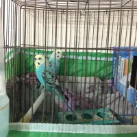 جفت مرغ عشق رنگین کمانی رینبو