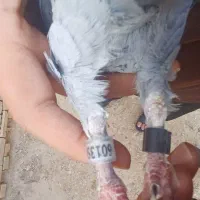 کبوتر پلاکی|پرنده|شوشتر, |دیوار