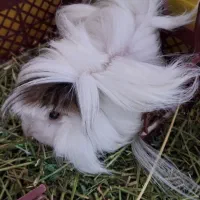 خوکچه هندی پرویی مو بلند|موش و خرگوش|وحیدیه, |دیوار