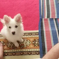 سگ پامر اشپیتز