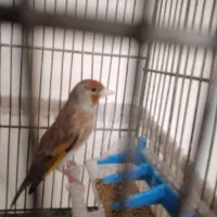 سهره‌قناری‌۵دهن‌لربرتر