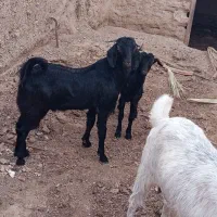 بز همراه دوشنک نر|حیوانات مزرعه|مهرستان, |دیوار