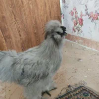 خروس ابریشمی