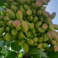 ترکه پیوندی