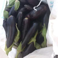 بادمجان شیرین بدون تخم
