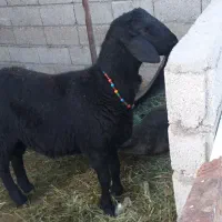 دوتا گوسفند دامازلخ درجه یک|حیوانات مزرعه|بکتاش, |دیوار