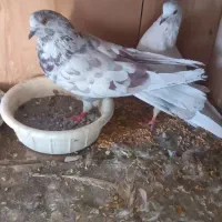 کفتر|پرنده|قم, علی آباد سعدگان|دیوار