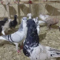 کفتر یا کبوتر شهرستان