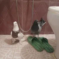 دو عدد کبوتر یک عدد طوقی و یک عدد اصفهانی نر