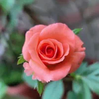 خانه-اجاره-ای-میخوام