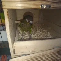 جفت  طوطی گرینچیک