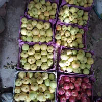 سیب|خوردنی و آشامیدنی|بهار, |دیوار