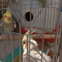 سه عروس هلندی