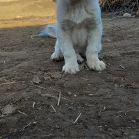 توله الابای