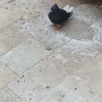 کفتر یا کبوتر