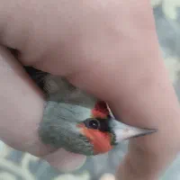 سهره داغسر و کرمونی ورسمی در خدمتم|پرنده|زیرآب, |دیوار