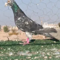 تعداد آلمانی و کرمانی