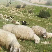 پشم چینی گوسفند.بره وکهره