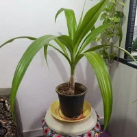 گل عنکبوتی