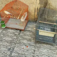 دو عدد سهره قناری