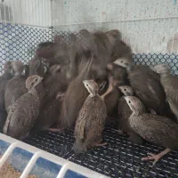 جوجه پرورشی