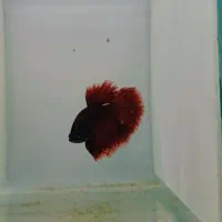 فایتر هافمون|ماهی|هشتگرد, شهرک اقدسیه|دیوار