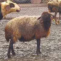 یه عدد گوسفند شاخدارجوان داشتی