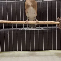 سهره دو رگ قواره بزرگ|پرنده|هشتگرد, شهرک افشاریه|دیوار