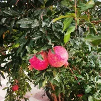 نهال انار شهرضا