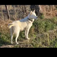 فروش‌سگ‌هاسکی‌دوره‌وتعلیم‌دیده|سگ|رحیم‌آباد, |دیوار