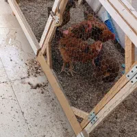 مرغ و خروس خانگی|حیوانات مزرعه|مشهد, شهید قربانی|دیوار