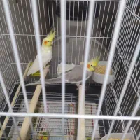 عروس هلندی مولد