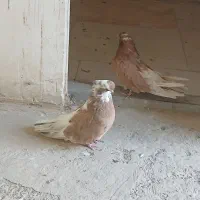 کبوتر نوک قنار نوک ریز|پرنده|احمدآبادمستوفی, |دیوار