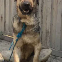 سگ پژدر|سگ|گرگان, |دیوار