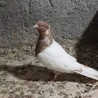 کبوتر برای بی پری
