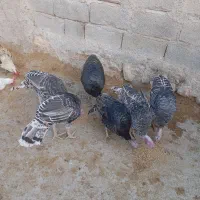 سه عدد بوقلمون نر دو عدد ماده