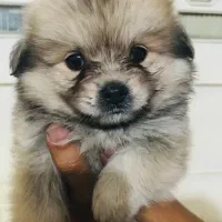 توله پامرانین خرسی