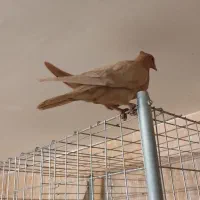 دو تا جوجه دم زرد