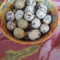 فروش تخم بلدرچین