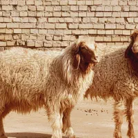 گوسفند دجیجه هست