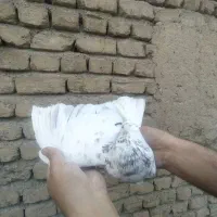 کفتر گرفتنی پرشی از بلندی|پرنده|صباشهر, |دیوار