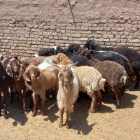گوسفند(بره و بزغاله نر)