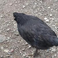 مرغ خروس زینتی|حیوانات مزرعه|مشگین شهر, |دیوار