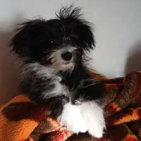 واگذاری شیتزو ماده|سگ|گلبهار, شهر جدید گلبهار|دیوار