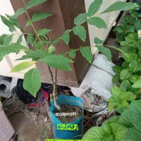 پسته پایه بادامی و بنه منناسب دین و خاک شور|خدمات باغبانی و درختکاری|تهران, امیریه|دیوار