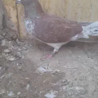 کبوتر گرفتنی|پرنده|نیمروز, |دیوار