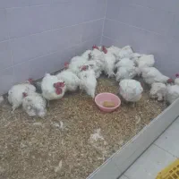 مرغ مادر کلباب