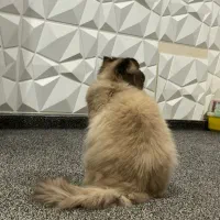 واگزاری گوربه پرشین اصیل با وسایل کامل|گربه|ایذه, |دیوار