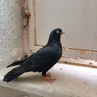 یال، اشعل، سیاه|پرنده|بندر ماهشهر, |دیوار